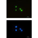 ILF3 Recombinant Rabbit Monoclonal Antibody (K01_1S86)