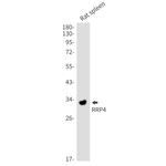RRP4 Antibody in Western Blot (WB)
