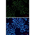 FAM50A Recombinant Rabbit Monoclonal Antibody (K01_1R04)