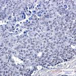 FAM50A Antibody in Immunohistochemistry (Paraffin) (IHC (P))