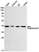 FAM50A Antibody in Western Blot (WB)