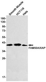 FAM50A Antibody in Western Blot (WB)
