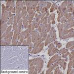 COX6C Antibody in Immunohistochemistry (Paraffin) (IHC (P))