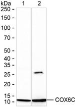 COX6C Antibody in Western Blot (WB)