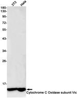 COX6C Antibody in Western Blot (WB)
