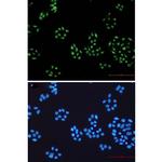 NOLC1 Recombinant Rabbit Monoclonal Antibody (K01_1U85)