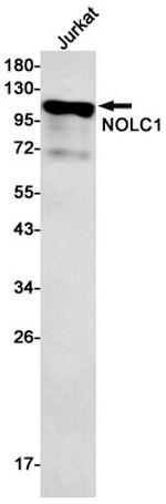 NOLC1 Antibody in Western Blot (WB)