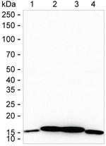 NDUFB4 Antibody in Western Blot (WB)