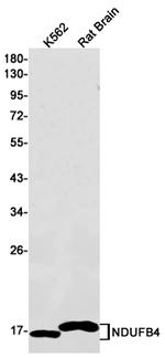 NDUFB4 Antibody in Western Blot (WB)