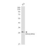 RPA2 Antibody in Western Blot (WB)