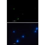 NUDT19 Recombinant Rabbit Monoclonal Antibody (K01_1U99)