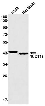 NUDT19 Antibody in Western Blot (WB)