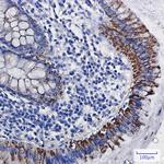 MAOA Antibody in Immunohistochemistry (Paraffin) (IHC (P))