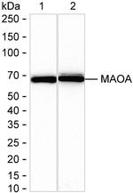 MAOA Antibody in Western Blot (WB)