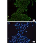 HSPA1A Recombinant Rabbit Monoclonal Antibody (K01_1S58)