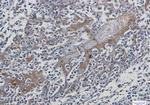 HSPA1A Antibody in Immunohistochemistry (Paraffin) (IHC (P))
