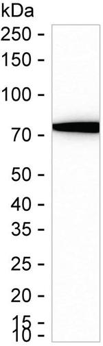 HSPA1A Antibody in Western Blot (WB)