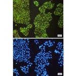 NCK2 Antibody in Immunocytochemistry (ICC/IF)