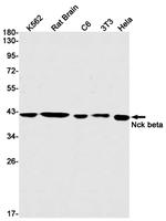 NCK2 Antibody in Western Blot (WB)