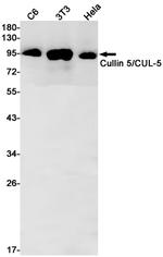 Cullin 5 Recombinant Rabbit Monoclonal Antibody (K01_1P96)