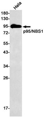 NBS1 Antibody in Western Blot (WB)