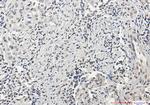 Histone H3 Recombinant Rabbit Monoclonal Antibody (K01_1S24)