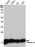 Histone H3 Antibody in Western Blot (WB)
