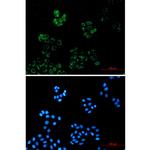 IRAK4 Antibody in Immunocytochemistry (ICC/IF)