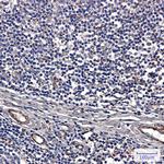 IRAK4 Antibody in Immunohistochemistry (Paraffin) (IHC (P))