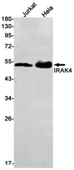 IRAK4 Antibody in Western Blot (WB)