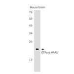 N-Ras Antibody in Western Blot (WB)