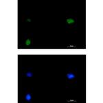 SMARCC1 Recombinant Rabbit Monoclonal Antibody (K01_1Y53)