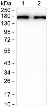 SMARCC1 Antibody in Western Blot (WB)