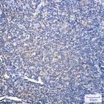 PSMA2 Antibody in Immunohistochemistry (Paraffin) (IHC (P))