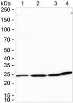 PSMA2 Antibody in Western Blot (WB)