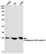 PSMA2 Antibody in Western Blot (WB)