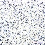 SSX2IP Antibody in Immunohistochemistry (Paraffin) (IHC (P))