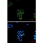 RASEF Antibody in Immunocytochemistry (ICC/IF)