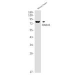 RASEF Antibody in Western Blot (WB)