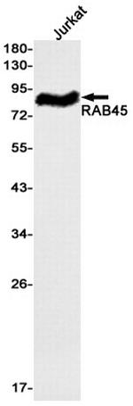 RASEF Antibody in Western Blot (WB)