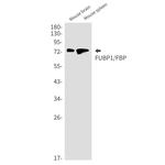 FUBP1 Antibody in Western Blot (WB)