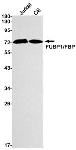 FUBP1 Antibody in Western Blot (WB)