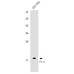 Pleiotrophin Antibody in Western Blot (WB)