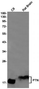 Pleiotrophin Recombinant Rabbit Monoclonal Antibody (K01_1X32)