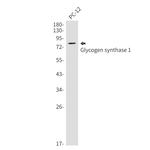 GYS1 Antibody in Western Blot (WB)