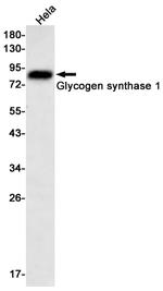 GYS1 Antibody in Western Blot (WB)