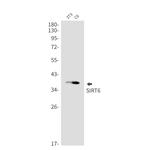 SIRT6 Antibody in Western Blot (WB)