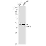 SIRT6 Recombinant Rabbit Monoclonal Antibody (K01_1Y43)