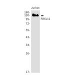 KDM2A Recombinant Rabbit Monoclonal Antibody (K01_1R09)