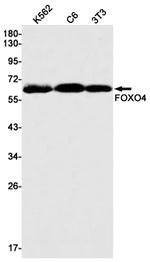 FOXO4 Recombinant Rabbit Monoclonal Antibody (K01_1R31)